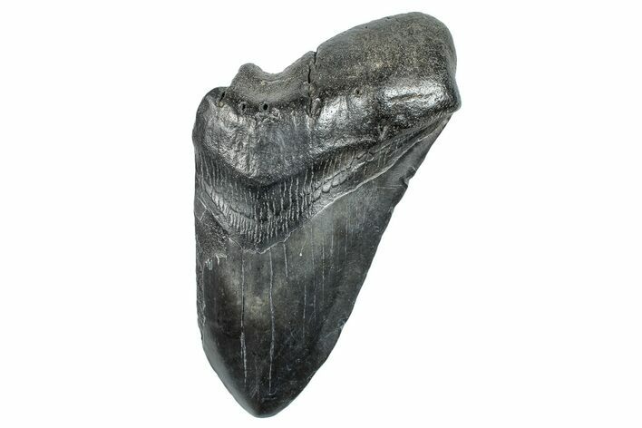 Partial Fossil Megalodon Tooth - South Carolina #277389
